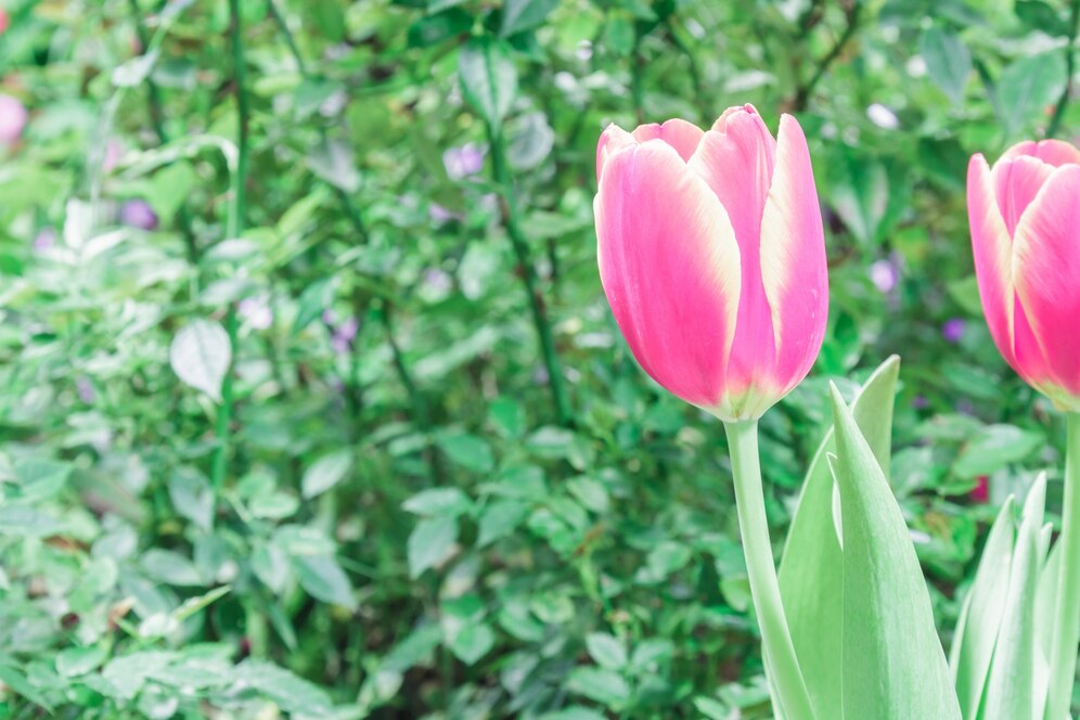 Jak pielęgnować tulipany i kiedy je sadzić w ogrodzie?