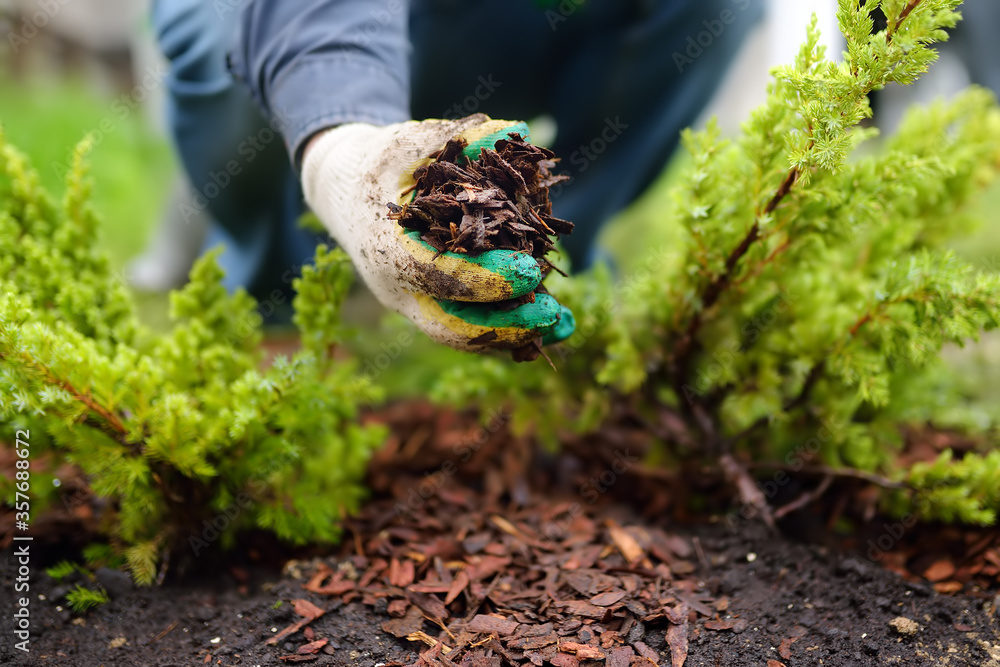 pine bark for plants