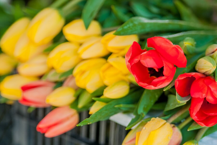 Jak pielęgnować tulipany i kiedy je sadzić w ogrodzie?