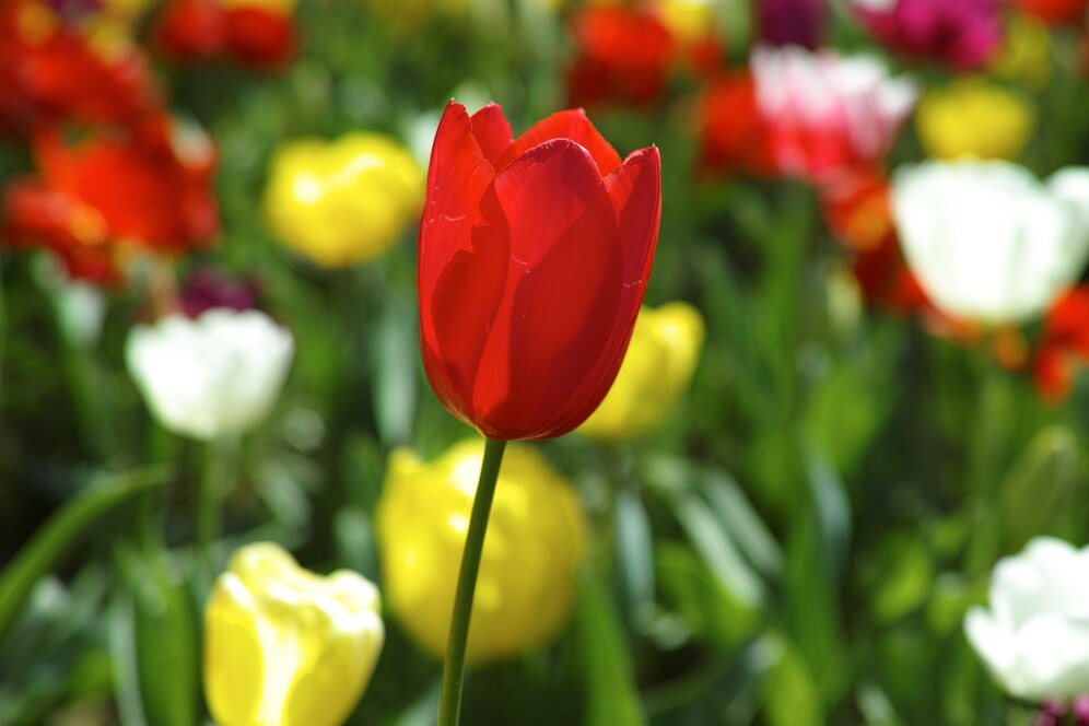 Jak pielęgnować tulipany i kiedy je sadzić w ogrodzie?