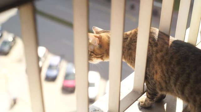 Jak zagospodarować bezpieczny i ciekawy balkon dla kota?